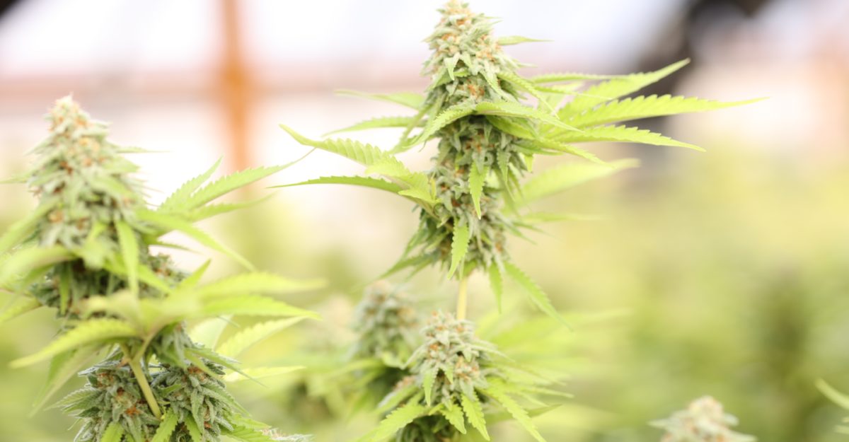 Aurora Cannabis lays off over 700 employees and closes five facilities