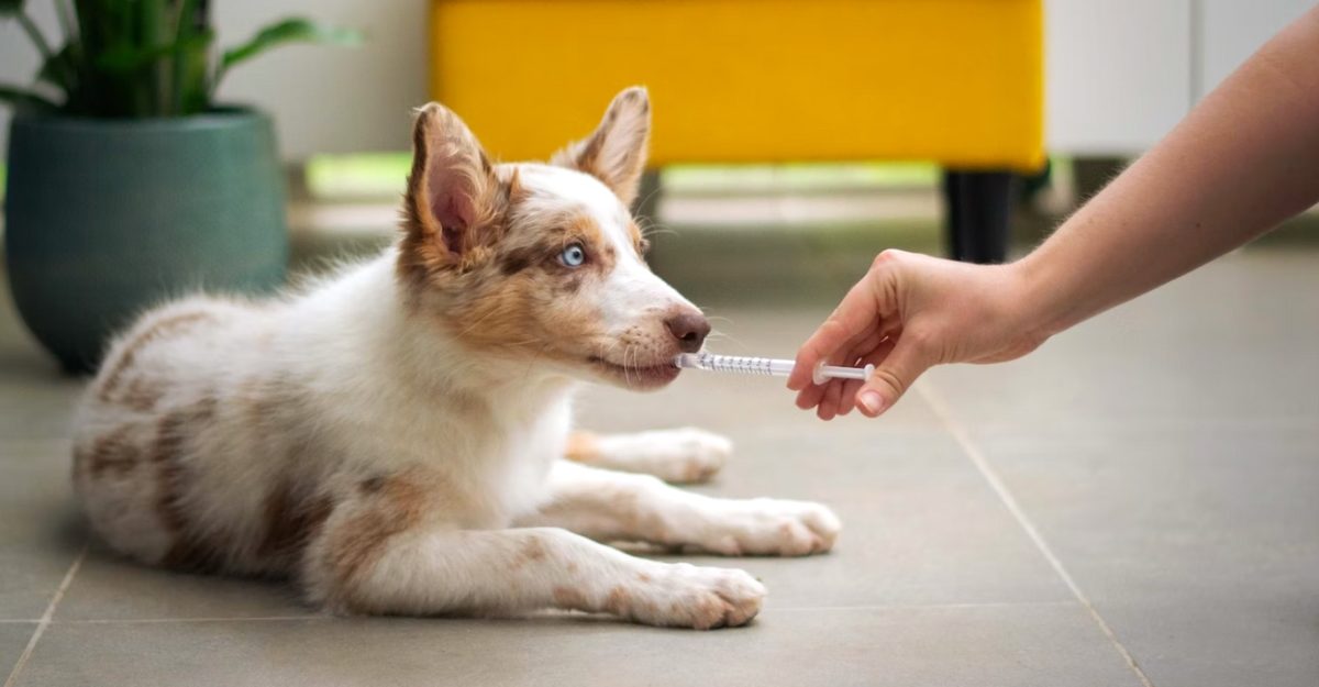 severance-pay-veterinarians