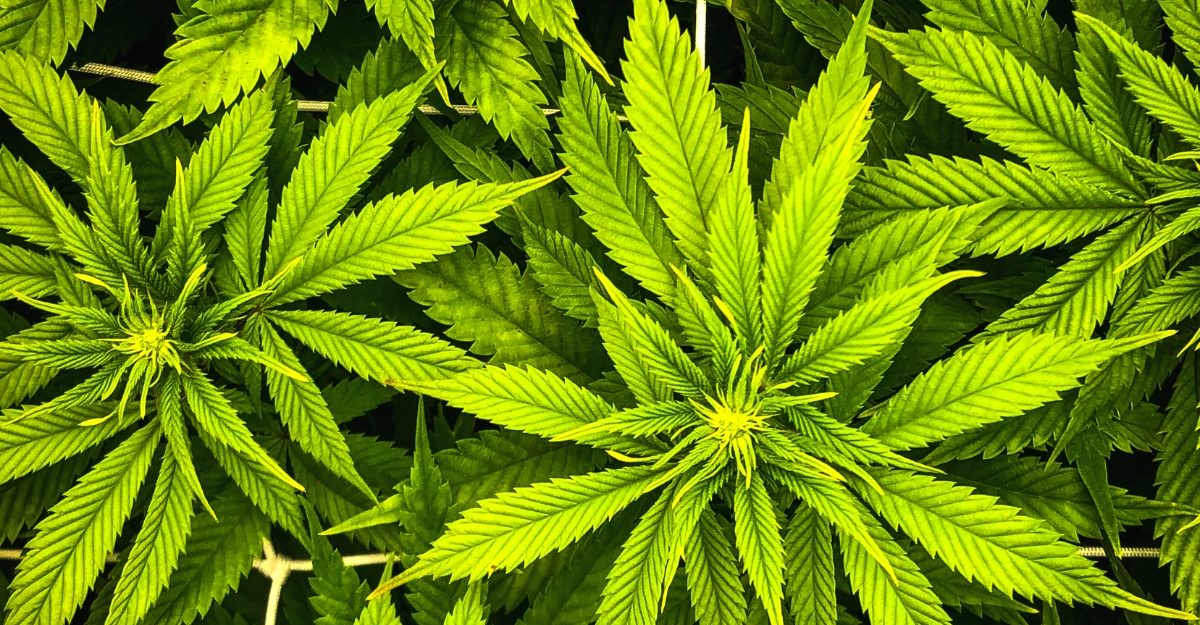 canopy-growth-cutting-55-jobs-restructuring