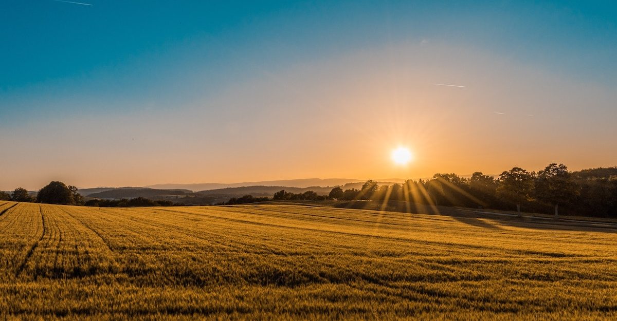 The sun rises in a blue sky, spreading its light across on a large farmer's field below. Agriculture sector employees are entitled to severance pay when they lose their job.