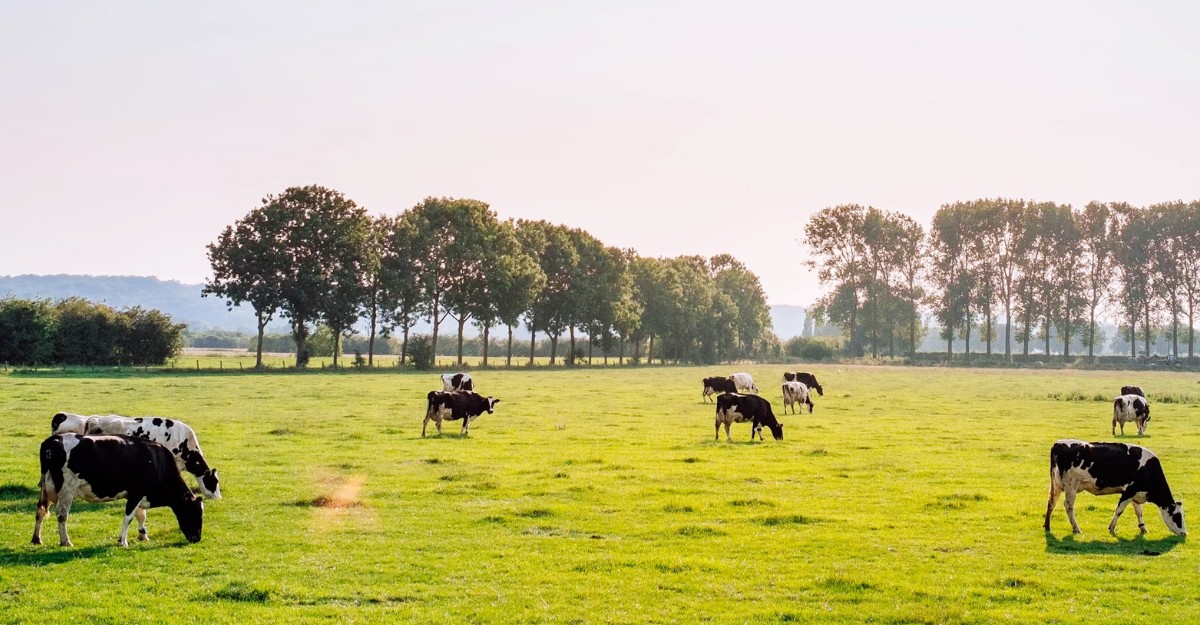 A photo of dairy cows grazing in a field. (Photo: leonephraim / Unsplash)