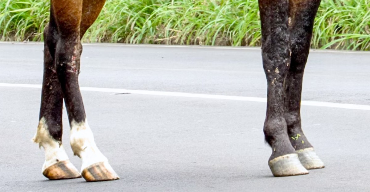 Horse hooves on a road. (Photo: lsgerbec / Unsplash)