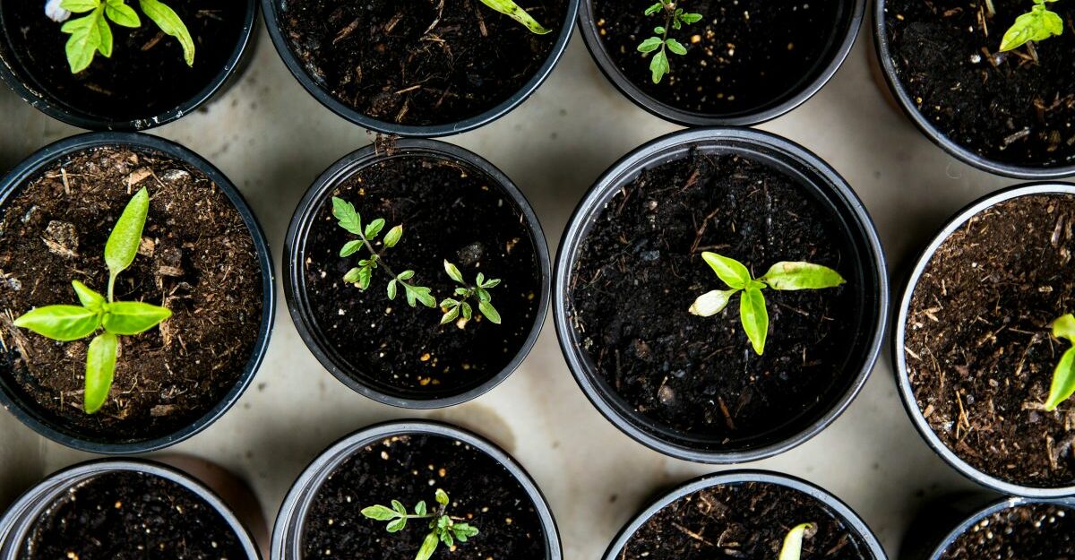 Green shoots sprout from rows of soil-filled pots.