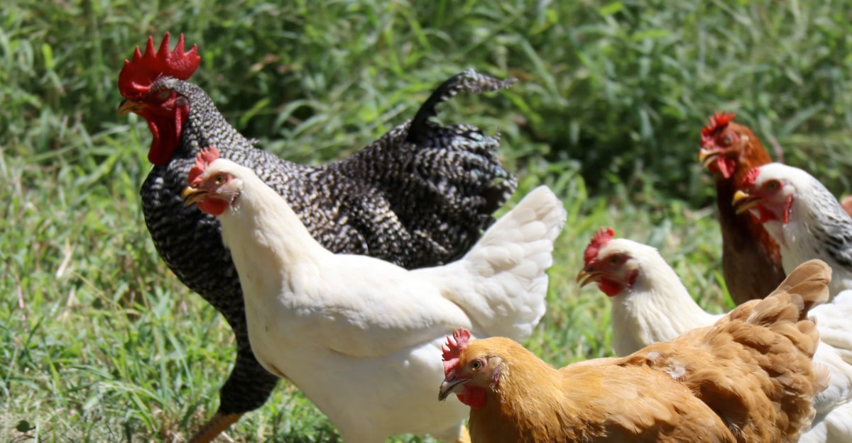 Chickens in a field. (Photo: Zachariah Smith / Unsplash)